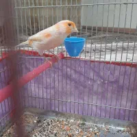 قناری چهار گل|پرنده|کوهدشت, |دیوار