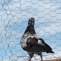 چهارعددماده|پرنده|خوی, |دیوار