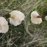 قارچ گیاه
