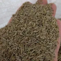 زیره سبز و مویز آفتابی سیاه