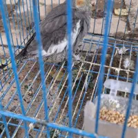 جوجه عروس ۲ ماهه و ۳ ماهه