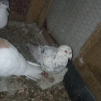 حراحی رنگه|حراج|سبزوار, قاضی زاد|دیوار