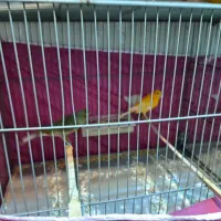 قناری نروماده|پرنده|پاکدشت, پاکدشت (مامازند)|دیوار