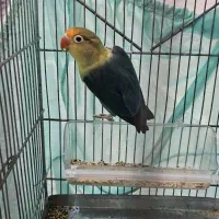 طوطی برزیلی