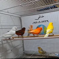 قناری رنگی اورجینال