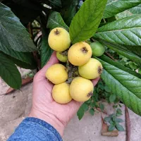 فروش نهال ازگیل و افرا (ژاپنی)|گل و گیاه طبیعی|شیراز, شهرک بهشتی|دیوار