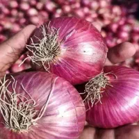 فروش پیاز قرمز درجه ی یک