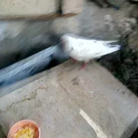 کبوتر  و ارک|پرنده|جوانرود, |دیوار