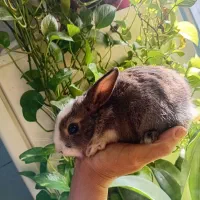 خرگوش|موش و خرگوش|تهران, حصارک|دیوار