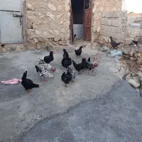 مرغ   گپی ریشو کاکلی|حیوانات مزرعه|زاگرس, |دیوار