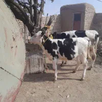 3راس گوساله لوکس  تلیسه