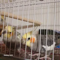 عروس هلندی جفت مولد بالغ سخنگو همراه قفس|پرنده|لنگرود, |دیوار