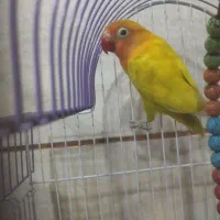 طوطی کوتوله