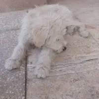 واگذاری سگ نر|سگ|گرمدره, |دیوار