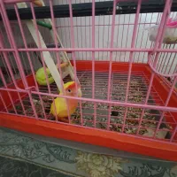 کوتوله و عروس|پرنده|ساوه, |دیوار