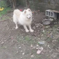 به دلیل نبود جا و نگهداری زیرقیمت به فروش میرسد|سگ|پرهسر, |دیوار