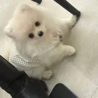 سگ پامرانین|سگ|رامسر, |دیوار