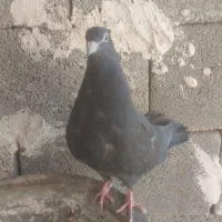 ۵ عدد کبوتر جوانه رنگه|پرنده|فردوس (خراسان), |دیوار