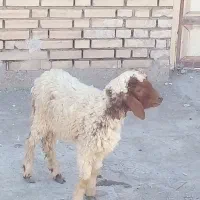 بره|حیوانات مزرعه|اهواز, زیتون کارمندی|دیوار