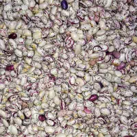 لوبیا چیتی تازه دستچین شده