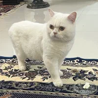 نر بریتیش اسکاتیش فقط برای جفتگیری|گربه|قم, چهل درخت‎|دیوار