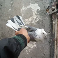 کفتر نر های نسل درست|پرنده|قم, زند آباد|دیوار