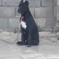 کنکورسو جنسیت نر