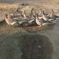 فروش تعداد12عدد غاز محلی اصیل