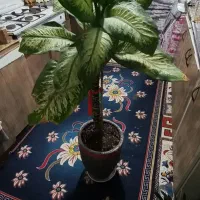 دیفن باخیا قد بلند سر حال|گل و گیاه طبیعی|مشهد, نظام دوست|دیوار