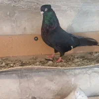 کبوتر فروشی