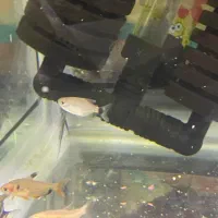 تترا،گوپی،مولی|ماهی|دوگنبدان, |دیوار