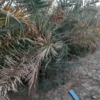 جونگ درخت حلیله ای ومضافتی فروش توافقی|گل و گیاه طبیعی|فهرج, |دیوار