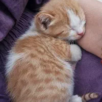 راهنمایی کنید در مورد نگهداری گربه