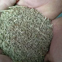 زیره سبز درجه یک