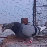 قناری مست وکفتر آلمانی|پرنده|تربت‌حیدریه, بازار|دیوار