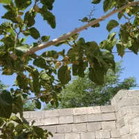 زمین ویلایی شهرک جمهوری جوپار|فروش زمین و ملک کلنگی|ماهان, |دیوار