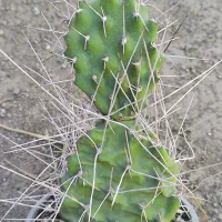 گل گیاه طبیعی کاکتوس|گل و گیاه طبیعی|محمدیه-قزوین, |دیوار