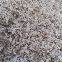 تفالهچغندر