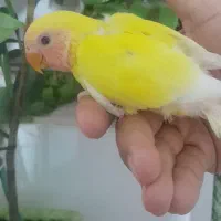 طوطی برزیلی چشم شرابی دستی