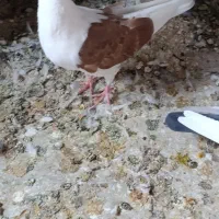 کفتر عروس هلندی پرنده قناری طوطی غیر|پرنده|پاکدشت, پاکدشت (مامازند)|دیوار