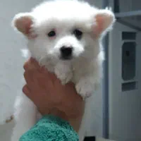 توله سگ پامر نر و ماده ۲ ماهه سالم و بازیگوش|سگ|ابهر, |دیوار