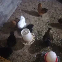 ابریشمی کوپال مولد