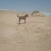 کره اسب|اسب و تجهیزات اسبسواری|کرمانشاه, |دیوار