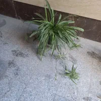 گندمی بزرگ پر از بچه