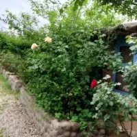قفس عروس هلندی