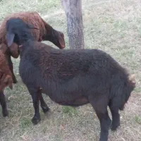 بره نر قره قزل افشار اصل برای نسل کشی|حیوانات مزرعه|زنجانرود, |دیوار