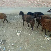 بره ماده قزل افشار|حیوانات مزرعه|بکتاش, |دیوار