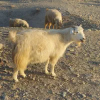 گله گوسفند|حیوانات مزرعه|کرمان, |دیوار