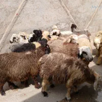 دام زنده|حیوانات مزرعه|شیراز, شهرک صنعتی شیراز|دیوار