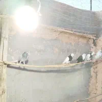 ۸عدد کفتر پرشی